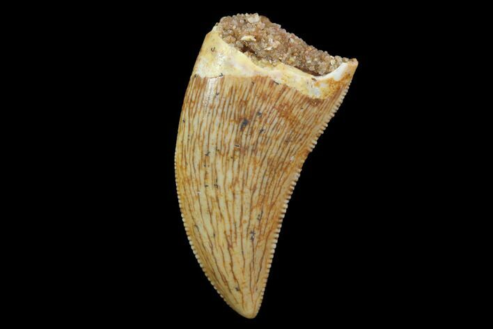 Serrated, Raptor Tooth - Real Dinosaur Tooth #94095